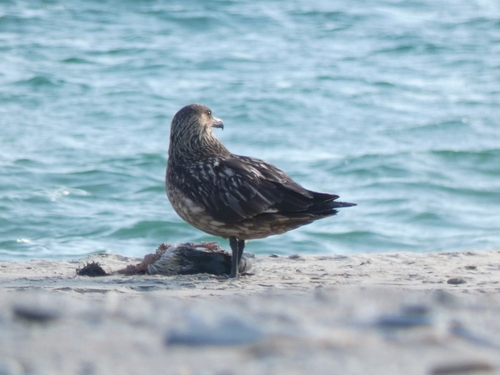Págalo grande (Stercorarius skua)