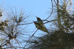 Merops superciliosus