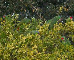 Amazona finschi × viridigenalis