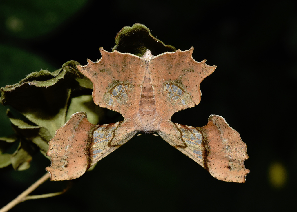 Putjes-steenvis (Erosa erosa) — Synanceiidae