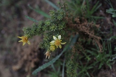 Deinandra minthornii