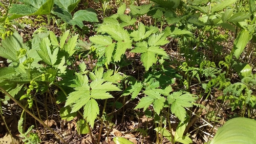 Cimicifuga simplex