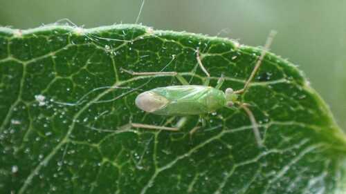 honeylocust plant bug