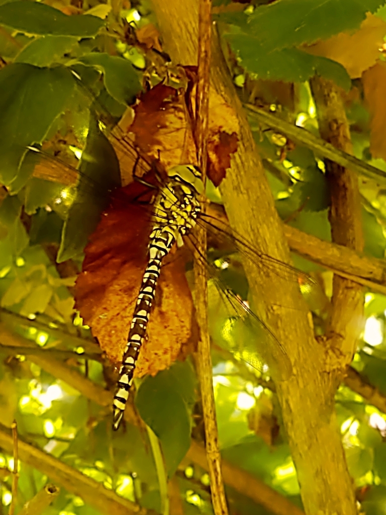 Southern Hawker from Milton Street, Polegate on June 14, 2023 at 0102