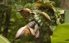 Ensete superbum