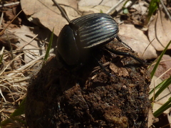 Scarabaeus laticollis