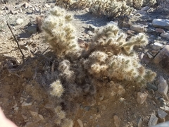 Cylindropuntia chuckwallensis