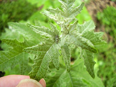 Tremulicerus distinguendus