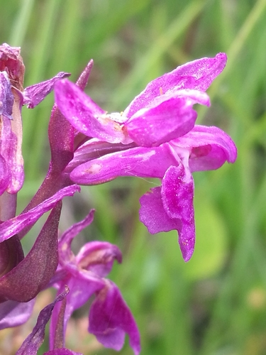 Broad-leaved Marsh Orchid