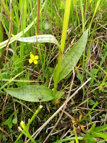 Broad-leaved Marsh Orchid