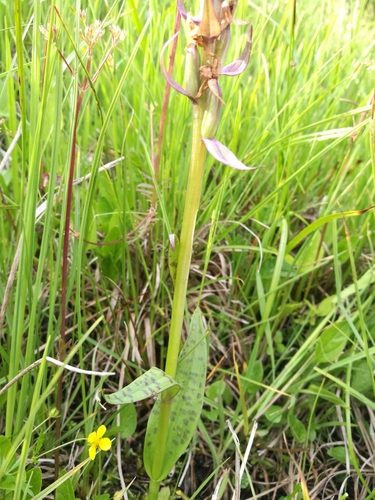 Broad-leaved Marsh Orchid