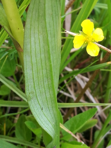 Broad-leaved Marsh Orchid