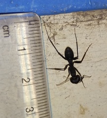 Camponotus
