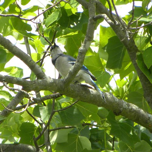 Blue Jay photographed in Kentucky