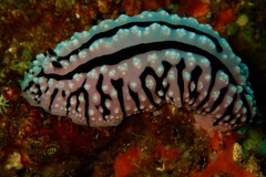 Phyllidiopsis gemmata