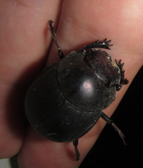 Chalconotus convexus