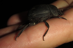 Chalconotus convexus