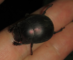 Chalconotus convexus