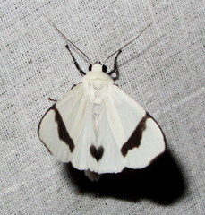 Vamuna remelana