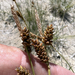 Carex holmgreniorum - Photo 由 Steve Matson 所上傳的 (c) Steve Matson，保留部份權利CC BY