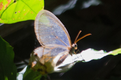 Haetera piera