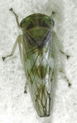 Tremulicerus distinguendus