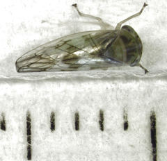 Tremulicerus distinguendus