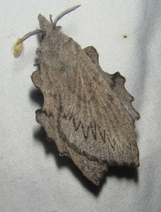 Rhinobombyx cuneata