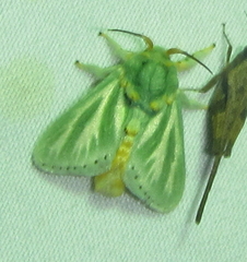 Coenobasis albiramosa