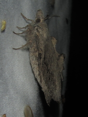Rhinobombyx cuneata