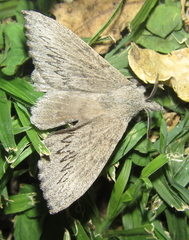Rhinobombyx cuneata