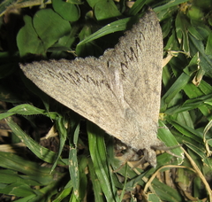 Rhinobombyx cuneata