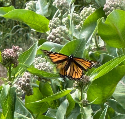 Monarch photographed in Oregon