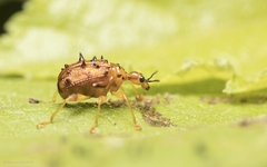 Apoderinae