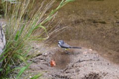 Motacilla flaviventris