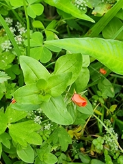 Lysimachia arvensis subsp. arvensis image