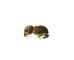 Acoptus suturalis