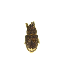 Acoptus suturalis