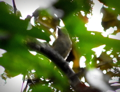 Boat-Billed Tody-Tyrant photo 2