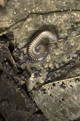 Anaulaciulus tonginus