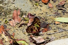 Graphium cyrnus