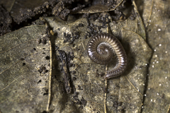 Anaulaciulus tonginus