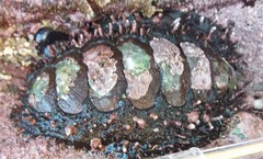 Acanthopleura echinata