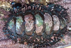 Acanthopleura echinata