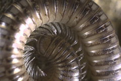 Anaulaciulus tonginus