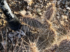 Opuntia trichophora