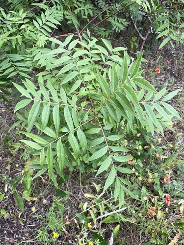 Pistacia chinensis