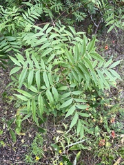 Pistacia chinensis