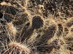 Opuntia trichophora