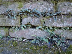 Asplenium ceterach